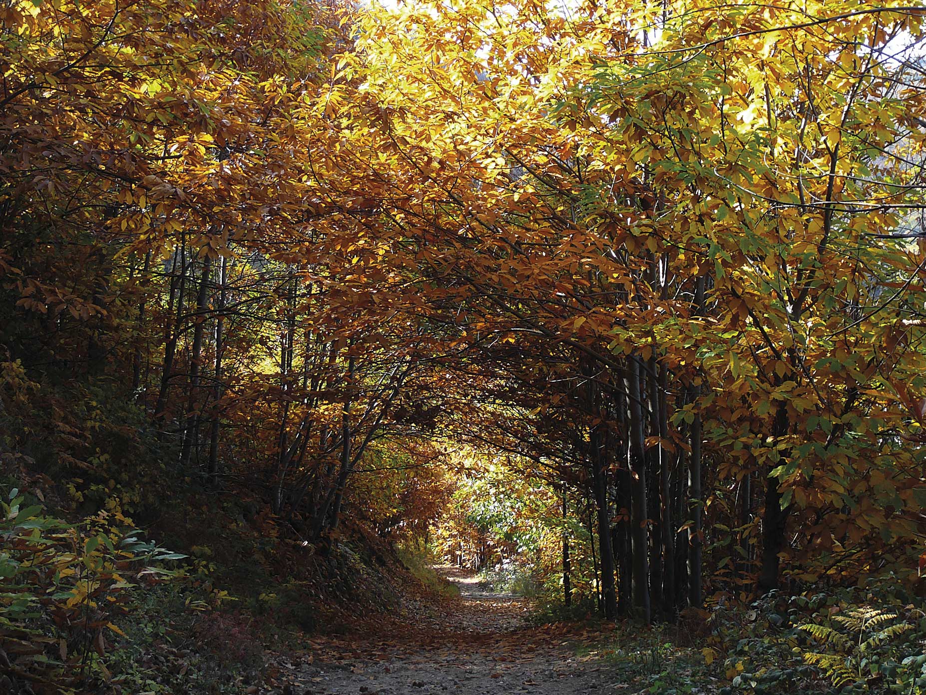Colli Euganei (Pd), Sentiero del Monte Grande.